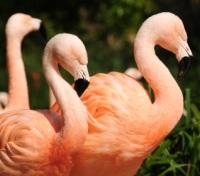 Chilean Flamingos at The Durrel Jersey Zoo